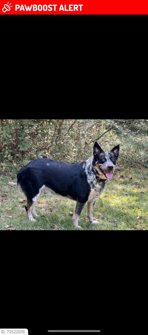 Lost Male Dog last seen Baptist camp rd and capshaw rd, Limestone County, AL 35749