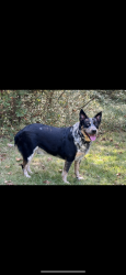 Lost Male Dog last seen Baptist camp rd and capshaw rd, Limestone County, AL 35749