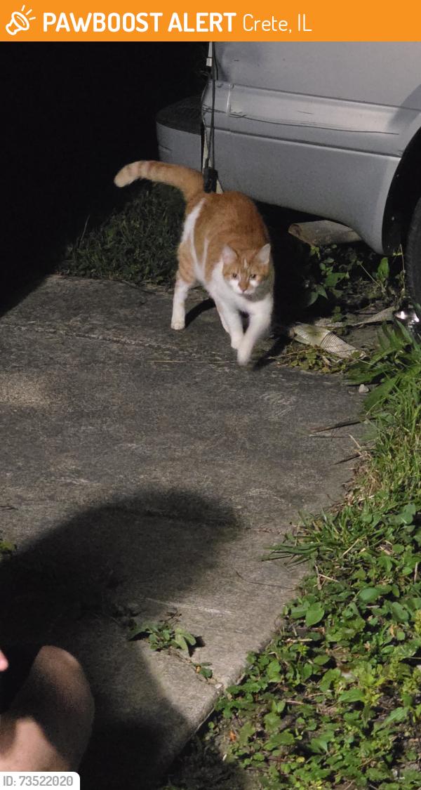 Found/Stray Unknown Cat last seen S Loomis St & W Broadway Ave, Crete, IL 60417
