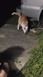 Found/Stray Unknown Cat last seen S Loomis St & W Broadway Ave, Crete, IL 60417