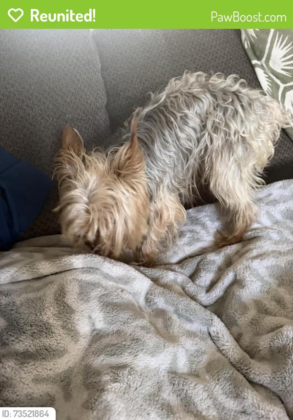 Reunited Male Dog last seen E Camden Ave, El Cajon, CA 92020, USA, El Cajon, CA 92020
