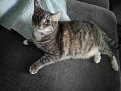 Reunited Male Cat last seen Swan grove apmts, Lakewood, WA 98499