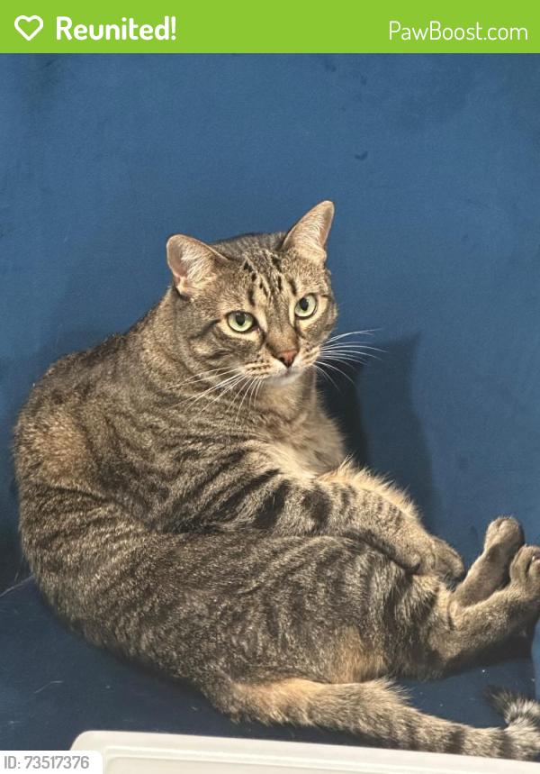 Reunited Female Cat last seen Otello way, Hutto, TX, Hutto, TX 78634
