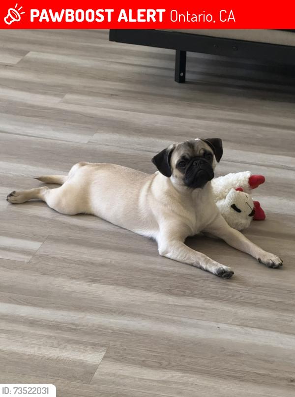 Lost Male Dog last seen Chino and archibald, Ontario, CA 91761