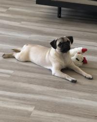 Lost Male Dog last seen Chino and archibald, Ontario, CA 91761
