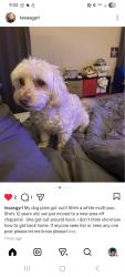 Reunited Female Dog last seen Chaparral Rd, Killeen, TX 76541