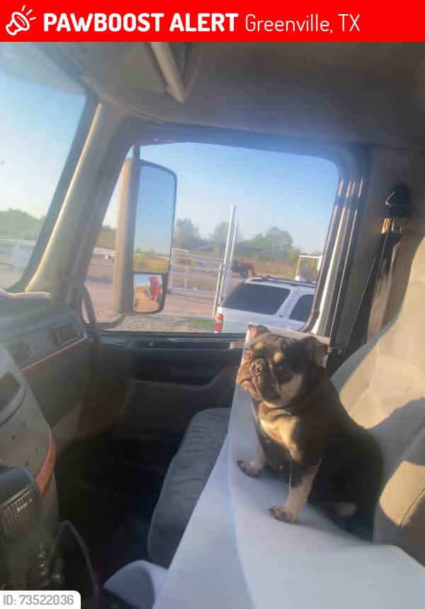 Lost Female Dog last seen Wellington st and lee, Greenville, TX 75401