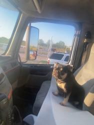 Lost Female Dog last seen Wellington st and lee, Greenville, TX 75401