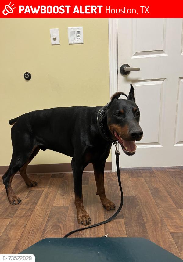 Lost Male Dog last seen Pinemont and 43rd st in Houston tx, Houston, TX 77018