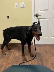 Lost Male Dog last seen Pinemont and 43rd st in Houston tx, Houston, TX 77018