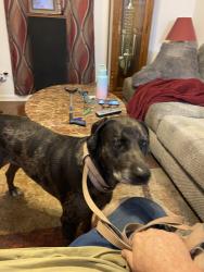 Reunited Male Dog last seen Parkview, Lake Norman of Catawba, NC 28673