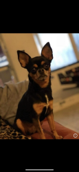 Reunited Female Dog last seen Polk st, Cullen, McKinney st, Lockwood, Houston, TX 77023
