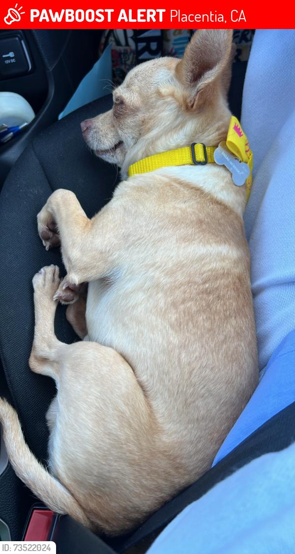 Lost Male Dog last seen Near N Placentia 92870, Placentia, CA 92870