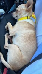 Lost Male Dog last seen Near N Placentia 92870, Placentia, CA 92870