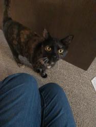 Lost Female Cat last seen Good Hope Rd and Appleton Ave, Menomonee Falls, WI 53051