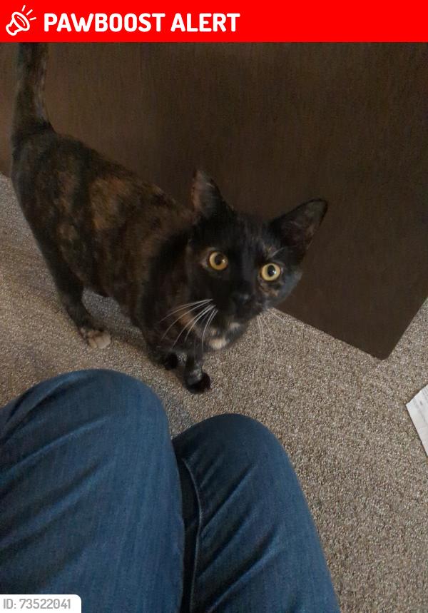 Lost Female Cat last seen Good Hope Rd and Appleton Ave, Menomonee Falls, WI 53051