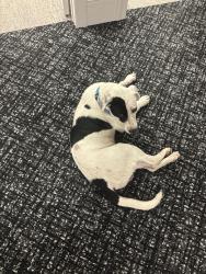 Found/Stray Male Dog last seen Downtown farmers market, Dallas, TX 75201