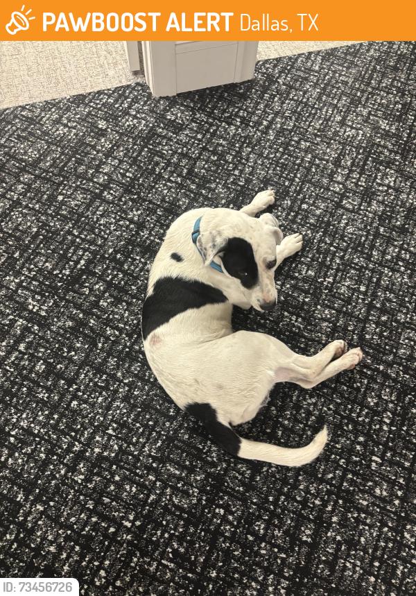Found/Stray Male Dog last seen Downtown farmers market, Dallas, TX 75201