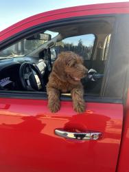 Reunited Male Dog last seen Tesuque and painted pony trail, Albuquerque, NM 87120