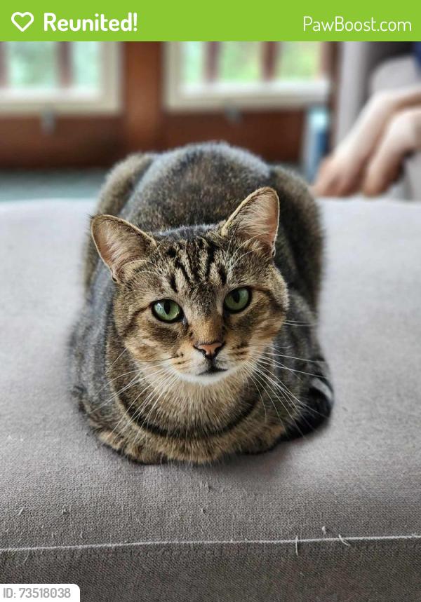 Reunited Male Cat last seen Near Turkey hill on Spring Road in Carlisle, Schlusser, PA 17013