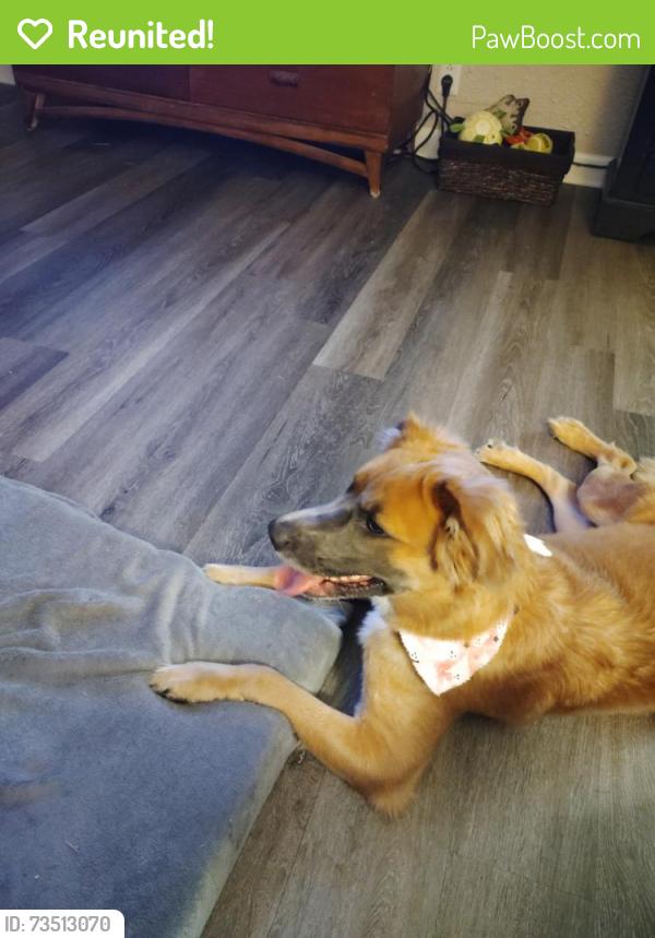 Reunited Female Dog last seen Hwy 70, Nashville, TN 37221
