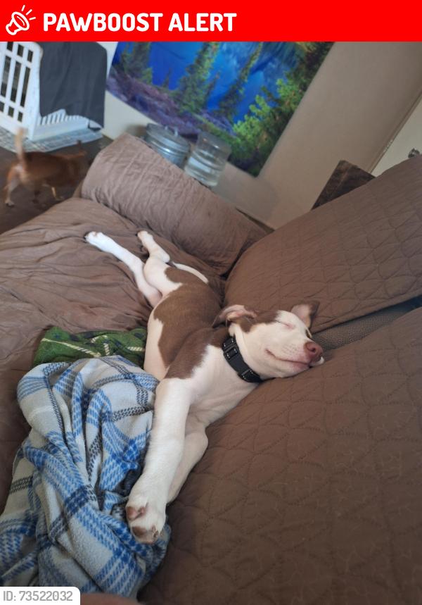Lost Male Dog last seen Bruner Rd, Strawberry Plains, TN 37871