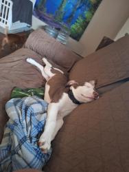 Lost Male Dog last seen Bruner Rd, Strawberry Plains, TN 37871