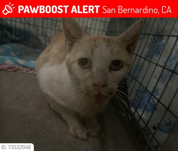 Lost Male Cat last seen In alley between w18th and w17th, San Bernardino, CA 92415