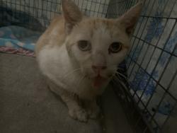 Lost Male Cat last seen In alley between w18th and w17th, San Bernardino, CA 92415