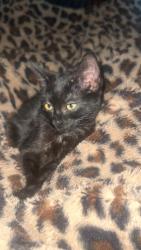 Lost Female Cat last seen Dynamic Evangelism Church, Rowland Heights, CA 91748