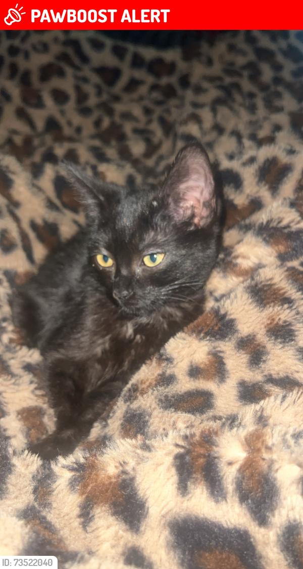 Lost Female Cat last seen Dynamic Evangelism Church, Rowland Heights, CA 91748