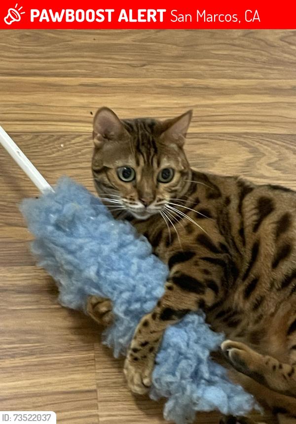 Lost Female Cat last seen Panorama cndmniums - Via Ocioso, San Marcos, CA 92078