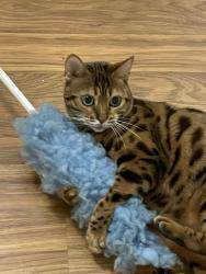 Lost Female Cat last seen Panorama cndmniums - Via Ocioso, San Marcos, CA 92078