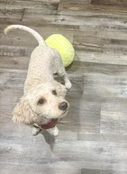 Lost Female Dog last seen Daylight cv, fm 359, Fulshear, TX 77441