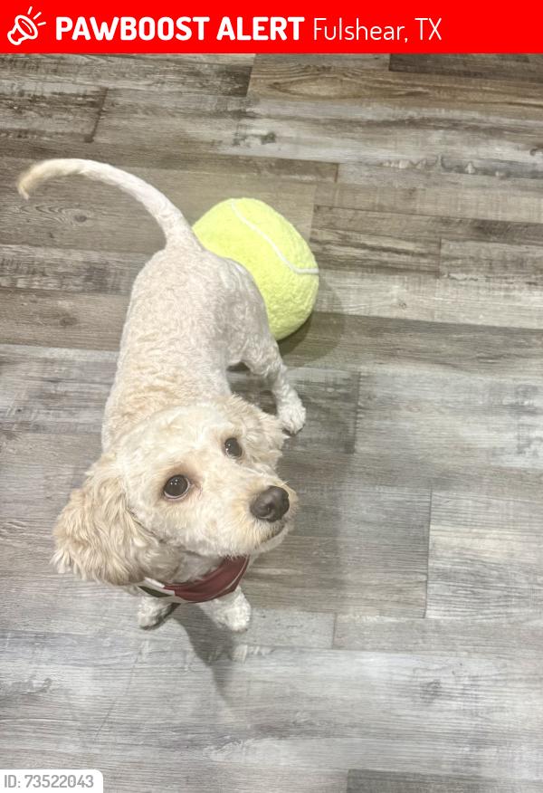 Lost Female Dog last seen Daylight cv, fm 359, Fulshear, TX 77441