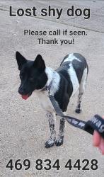 Lost Female Dog last seen Lawler Rd/ Whispering Hills Dr, Dallas, Dallas, TX 75243