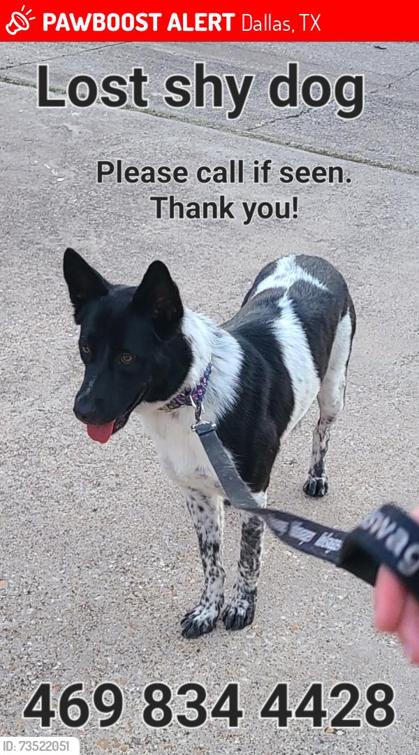 Lost Female Dog last seen Lawler Rd/ Whispering Hills Dr, Dallas, Dallas, TX 75243
