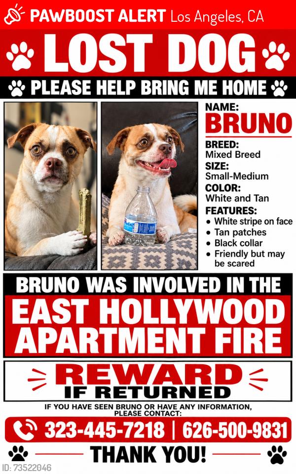 Lost Male Dog last seen East Hollywood, Los Angeles, CA 90004