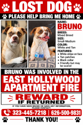 Lost Male Dog last seen East Hollywood, Los Angeles, CA 90004
