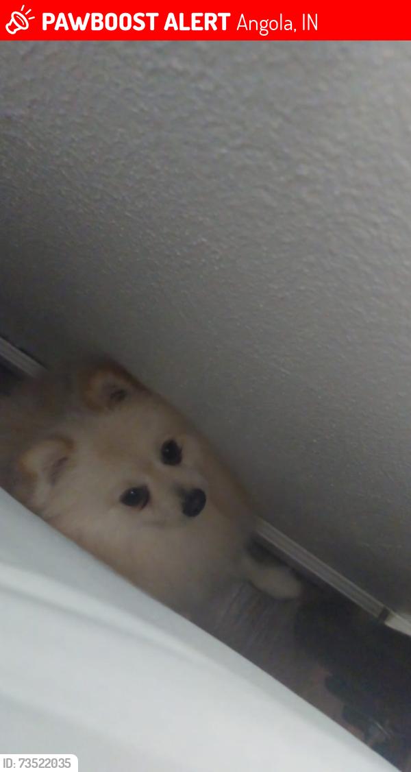 Lost Male Dog last seen Water st angola indiana, Angola, IN 46703
