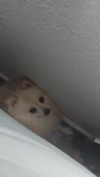Lost Male Dog last seen Water st angola indiana, Angola, IN 46703
