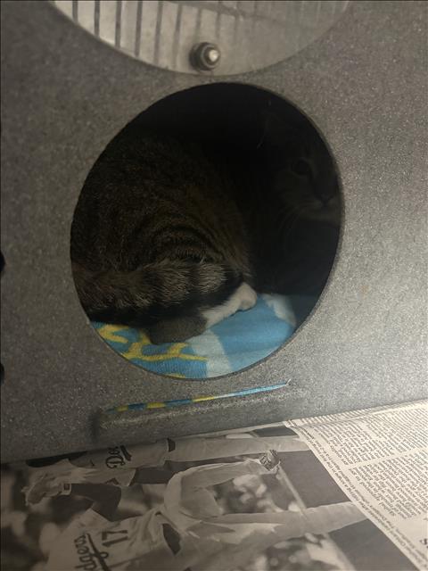 Shelter Stray Unknown Cat last seen , West Valley Animal Shelter, 20655 Plummer St, Chatsworth, CA 91311, USA
