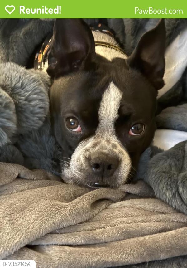 Reunited Male Dog last seen S Barrington court, Glasgow, DE 19702