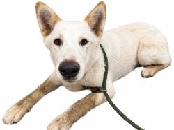 Shelter Stray Male Dog last seen , 38550 Sierra Hwy, Palmdale, CA 93550, USA