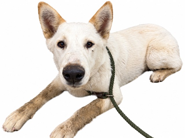 Shelter Stray Male Dog last seen , 38550 Sierra Hwy, Palmdale, CA 93550, USA