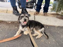 Found/Stray Female Dog last seen Pacific electric trail, Upland, CA 91786