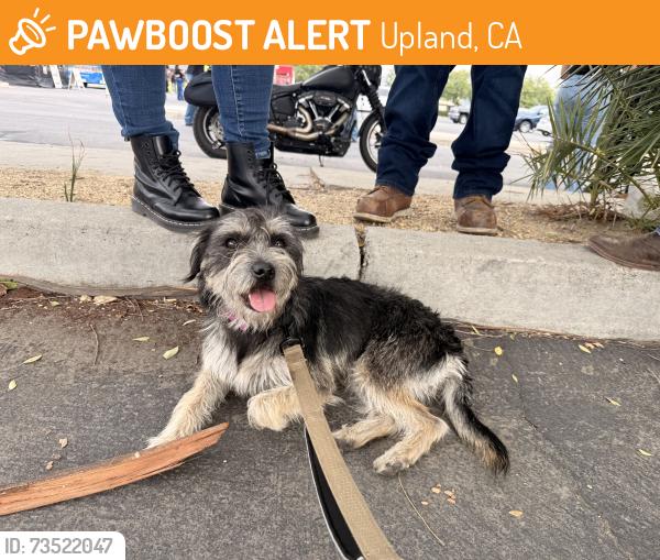 Found/Stray Female Dog last seen Pacific electric trail, Upland, CA 91786