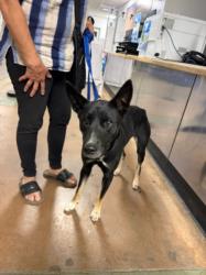 Shelter Stray Female Dog last seen , 14409 Vanowen St, Van Nuys, CA 91405, USA