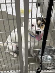 Shelter Stray Male Dog last seen , 655 N Mojave Rd, Las Vegas, NV 89101, USA