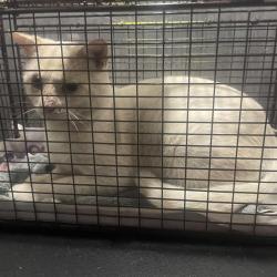 Shelter Stray Male Cat last seen Near BLOCK OF COCONINO DR, 4710 TX-151, San Antonio, TX 78227, USA
